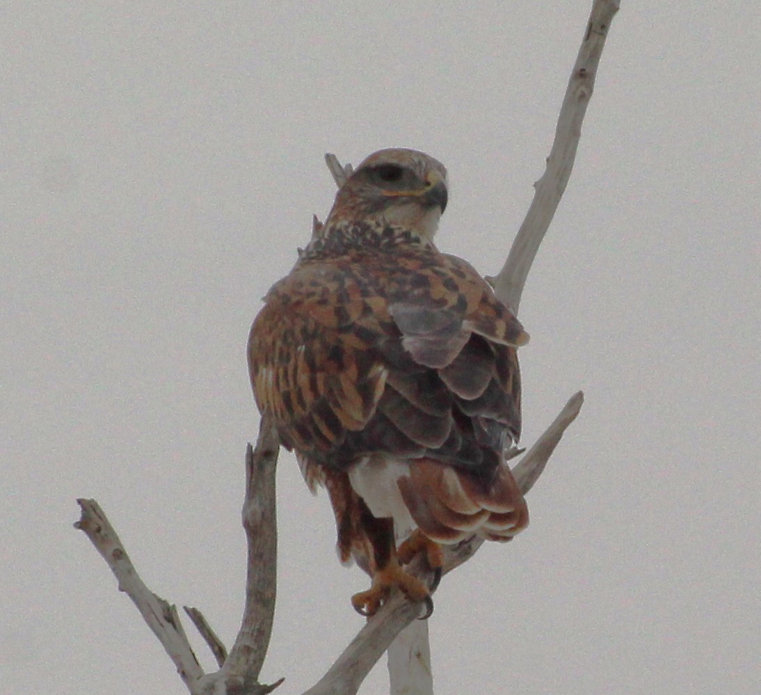 Ferruginous Hawk - ML610671918