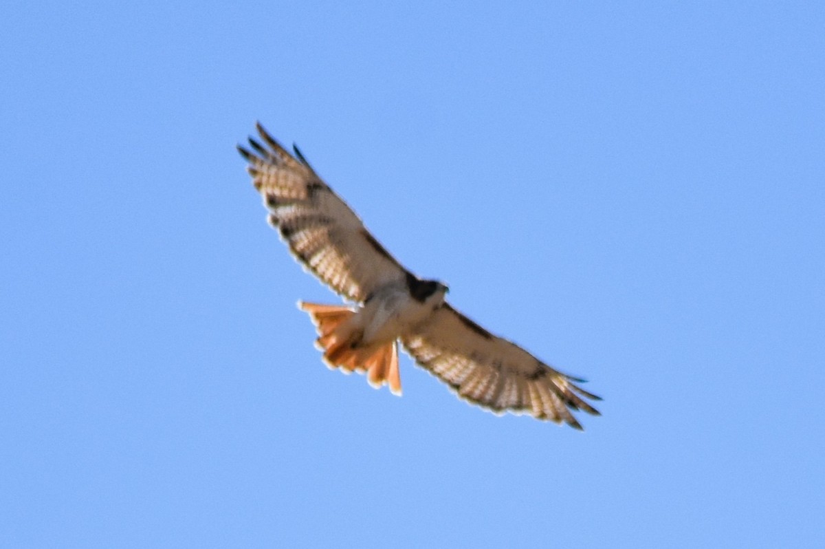 Red-tailed Hawk (borealis) - Mark Greene