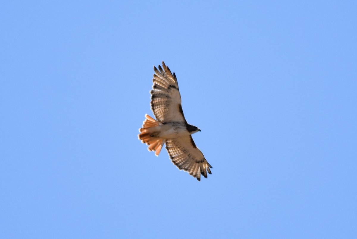 Red-tailed Hawk (borealis) - Mark Greene