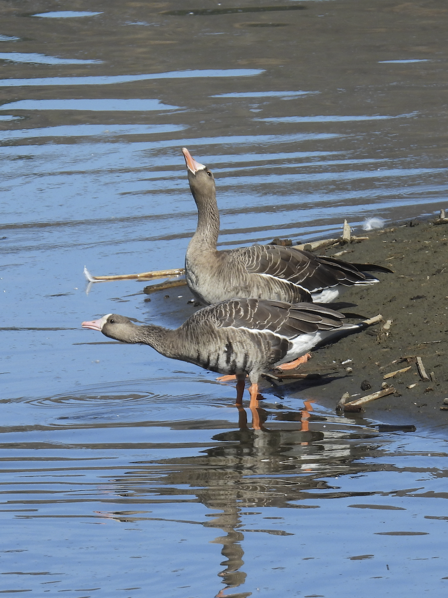 Greater White-fronted Goose - ML610672015