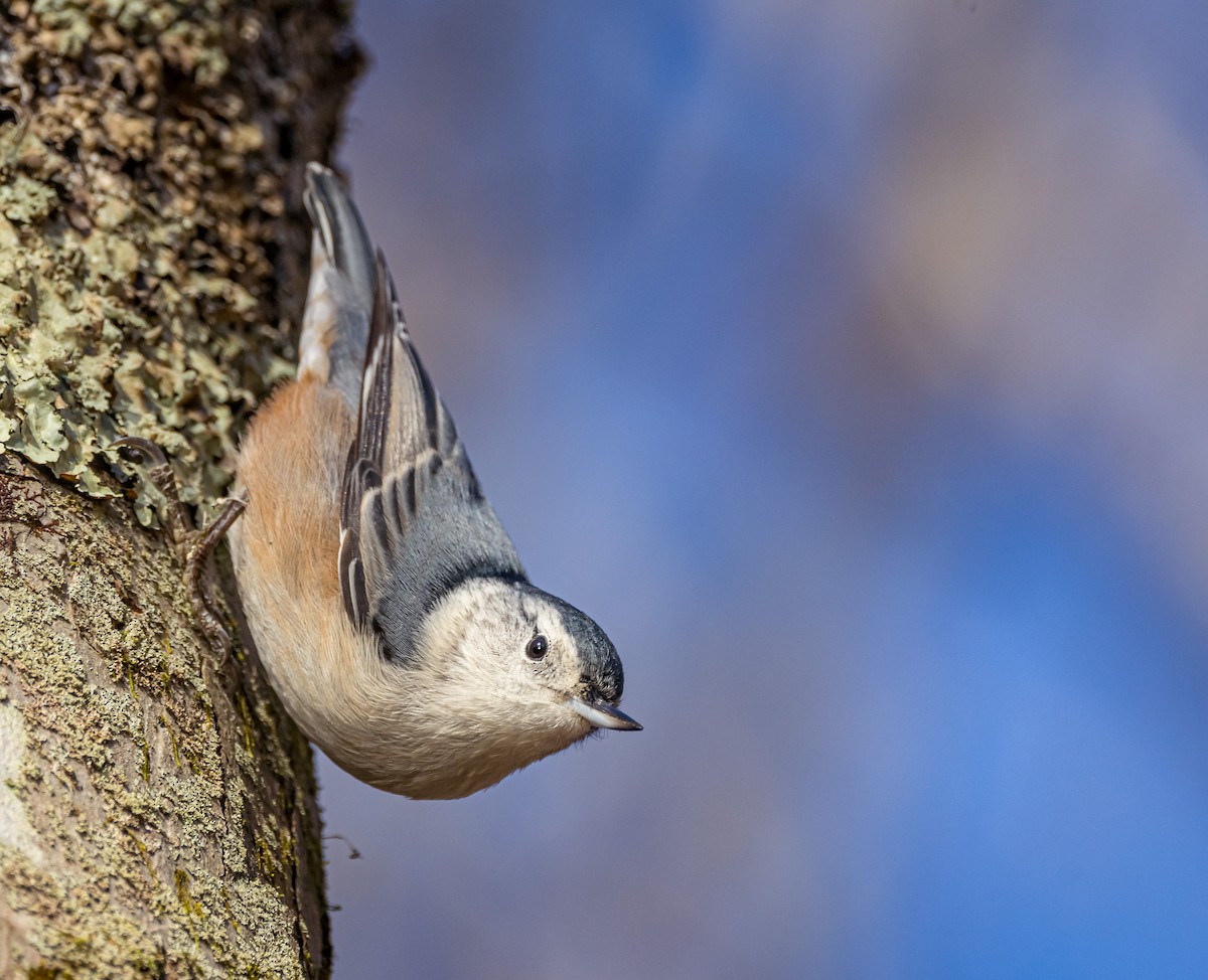 White-breasted Nuthatch - ML610672016