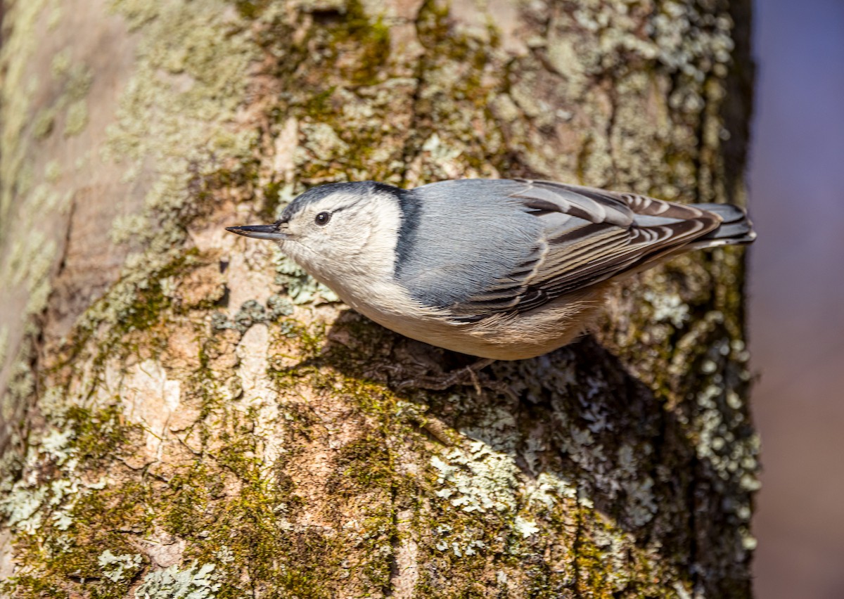 White-breasted Nuthatch - ML610672017
