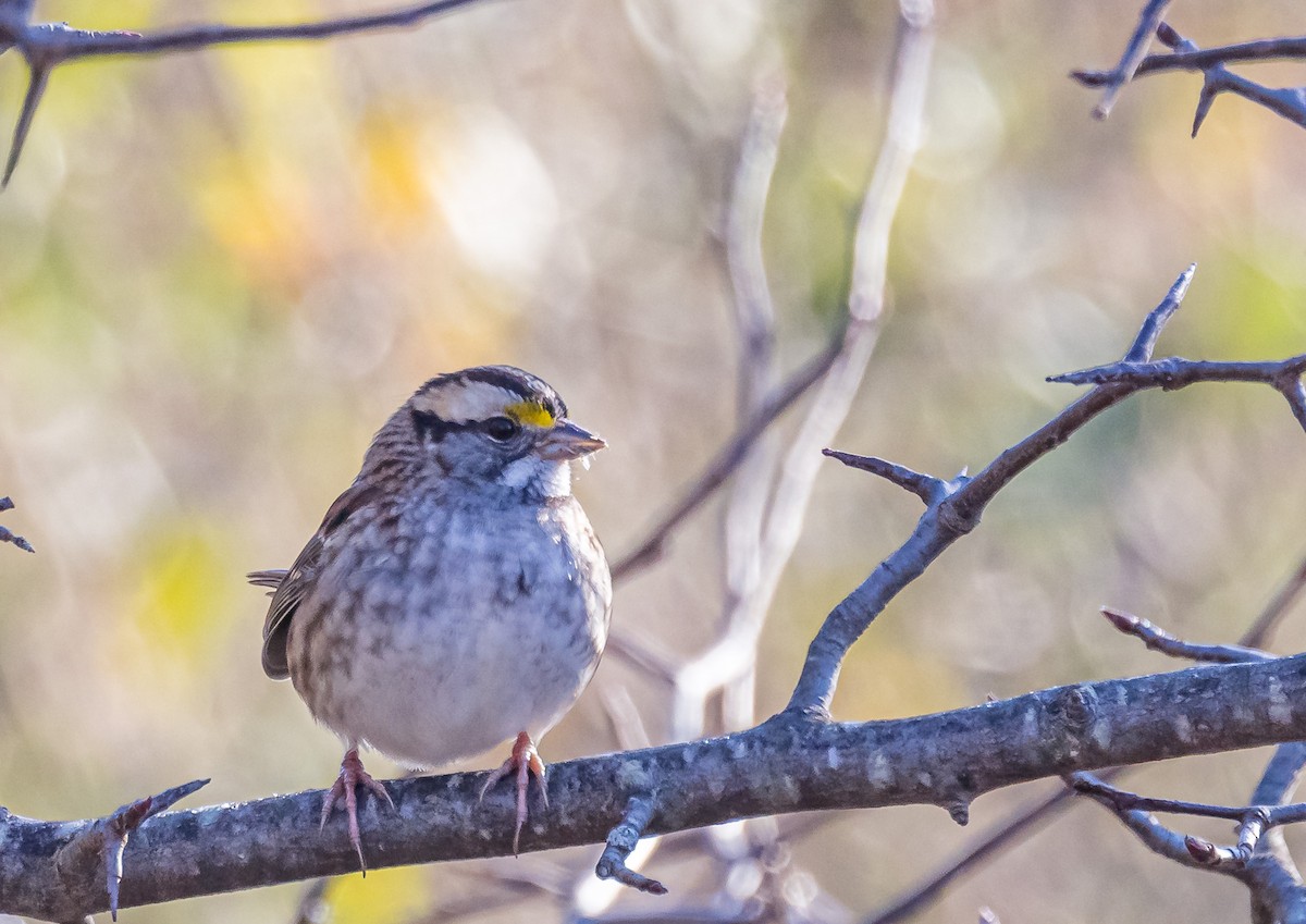 White-throated Sparrow - ML610672039