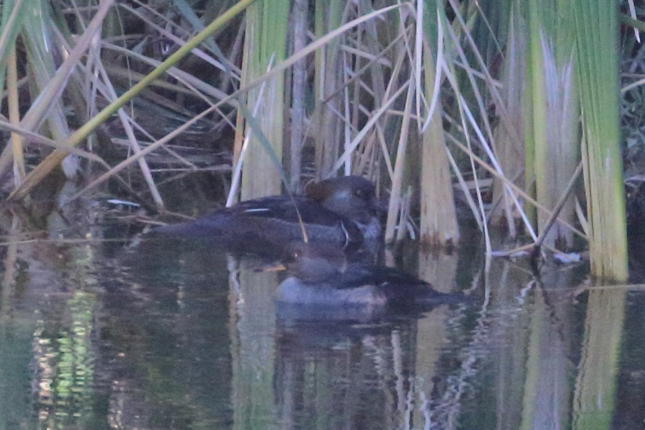 Hooded Merganser - ML610672137
