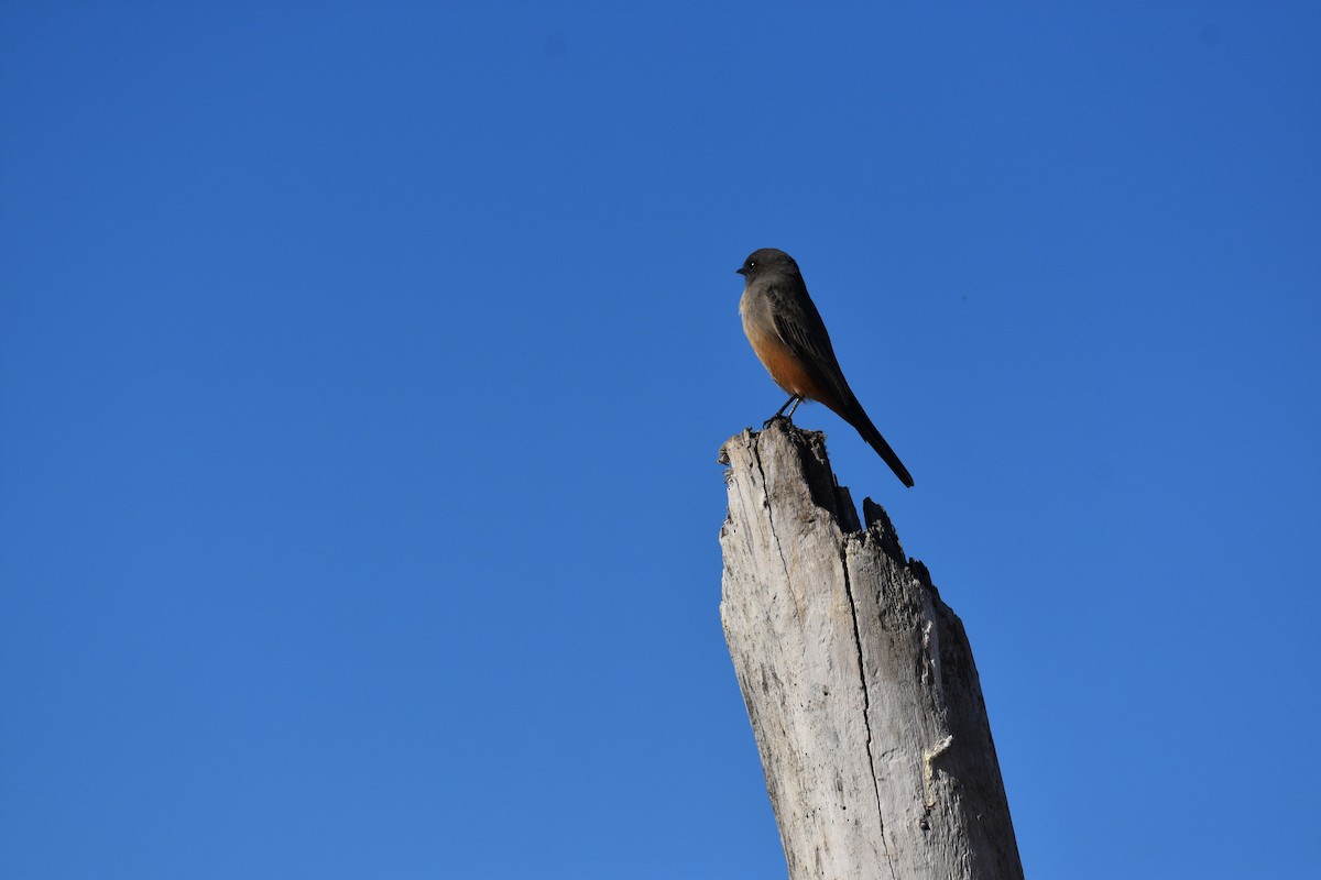 Say's Phoebe - ML610672188