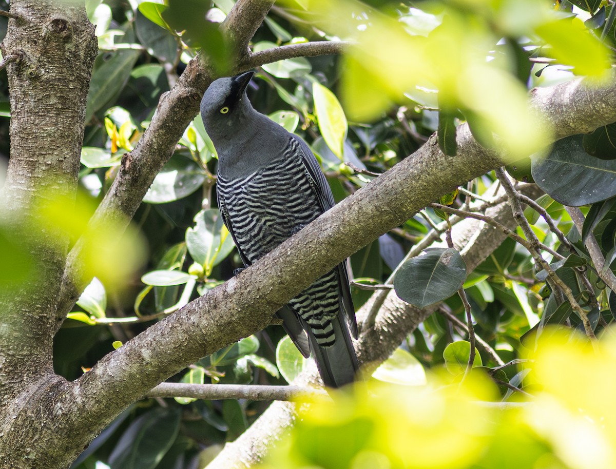 Barred Cuckooshrike - ML610672328