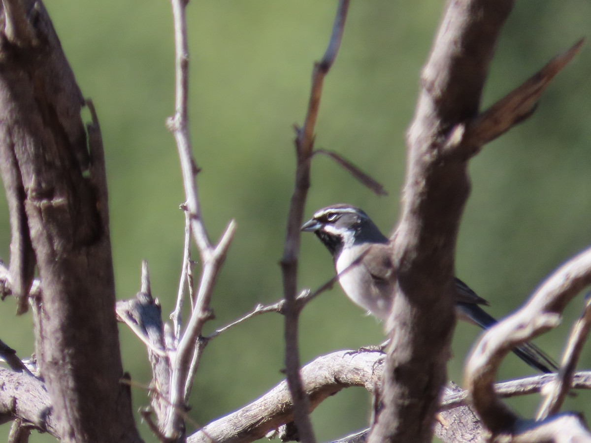 Black-throated Sparrow - Gustavo Ustariz