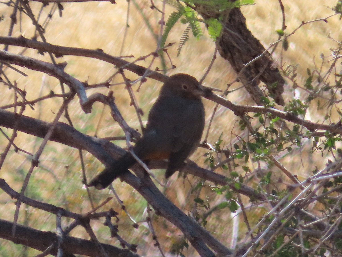 Canyon Towhee - ML610672365