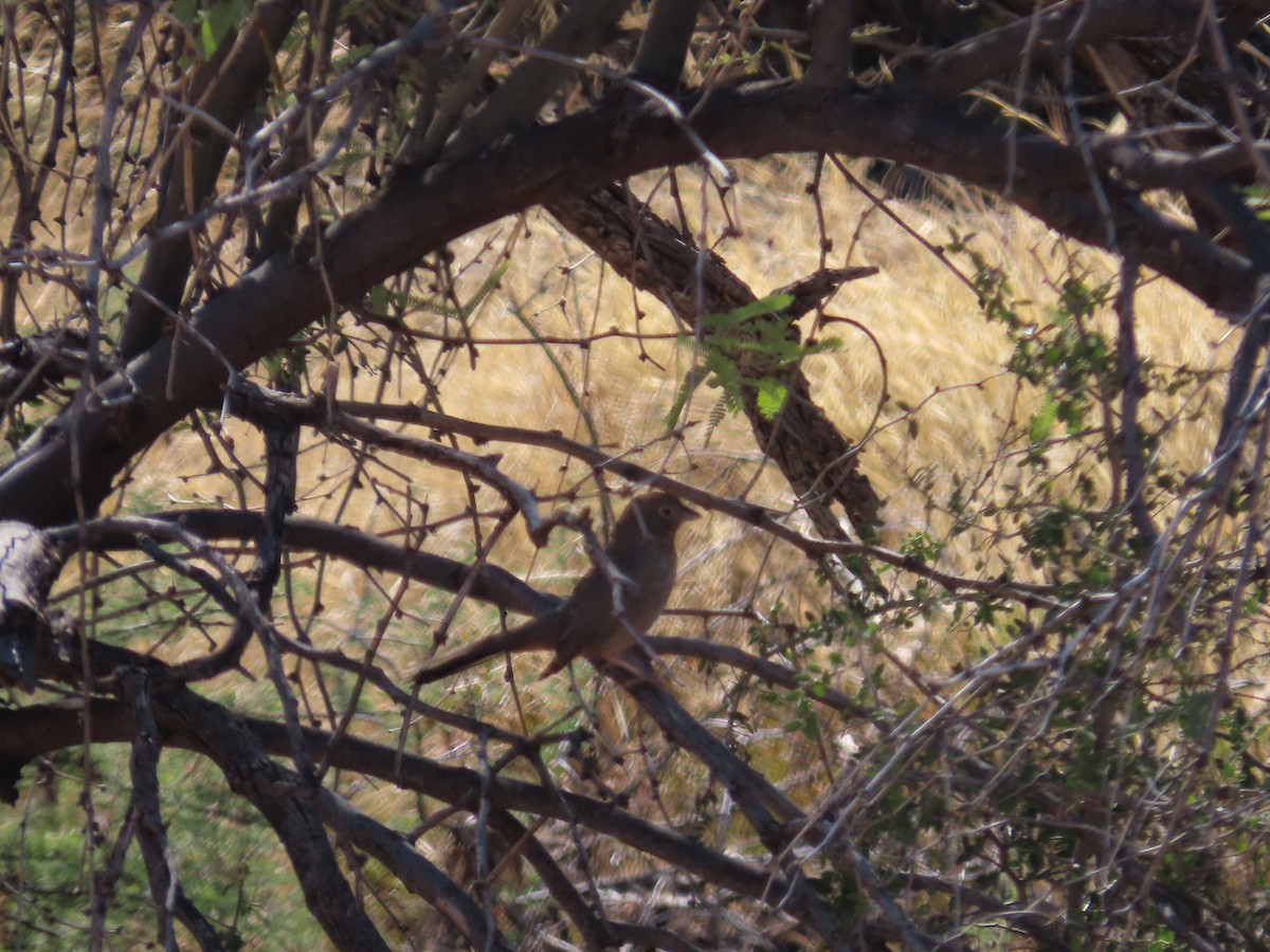 Canyon Towhee - ML610672373