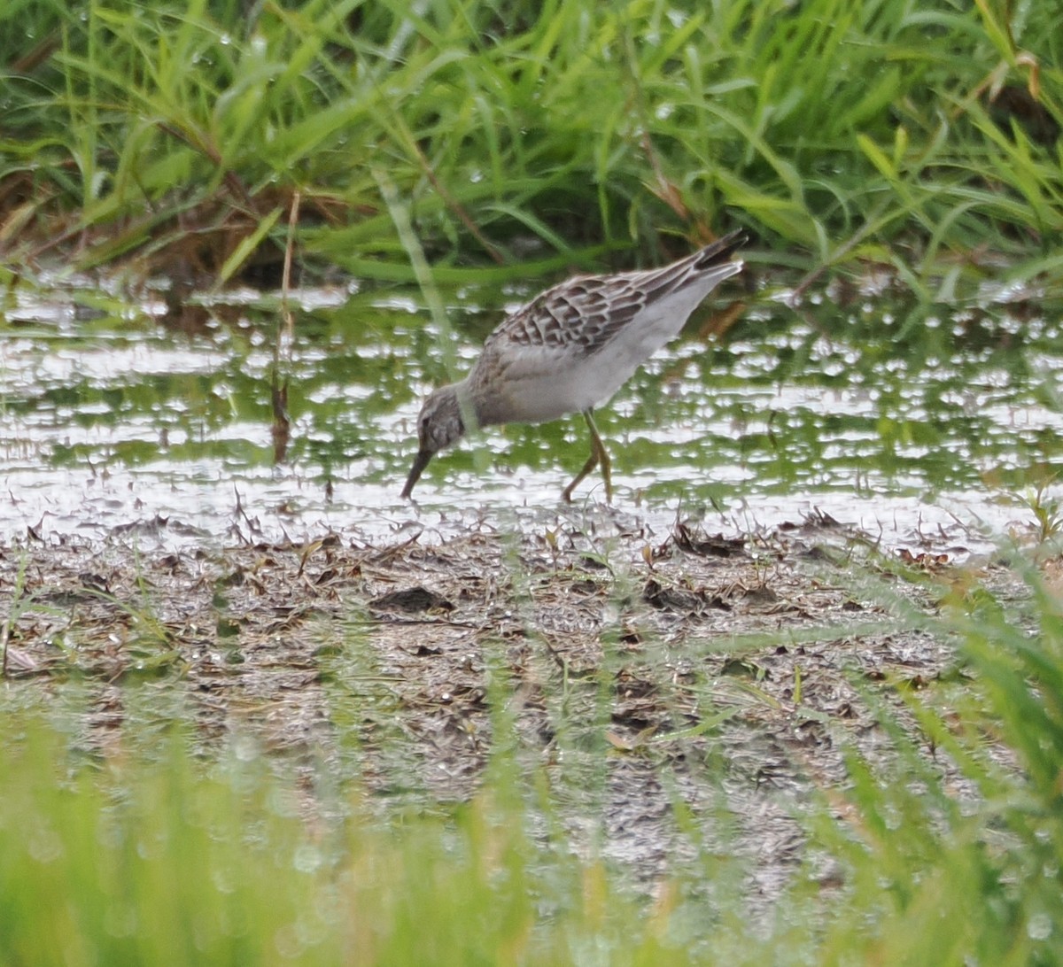 Stilt Sandpiper - ML610672423