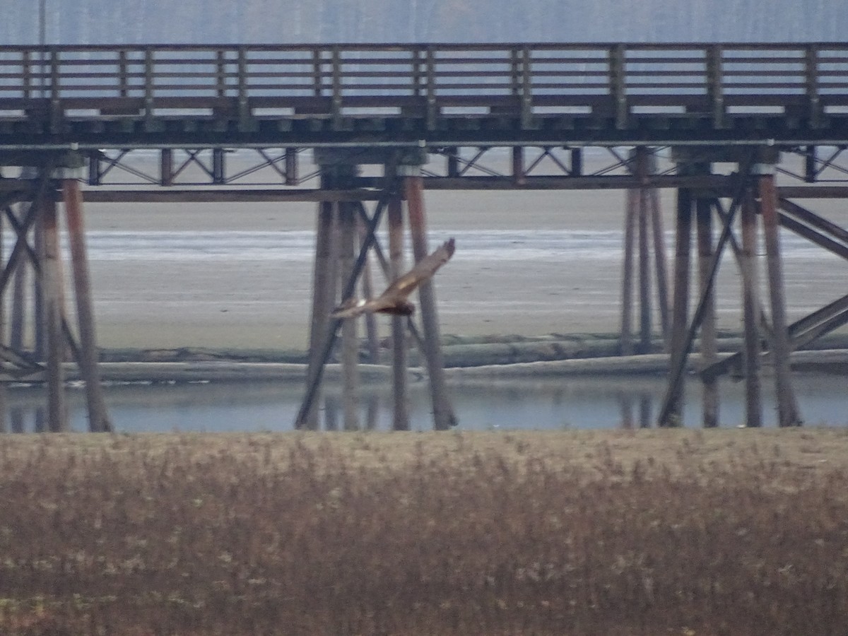 Northern Harrier - ML610672474