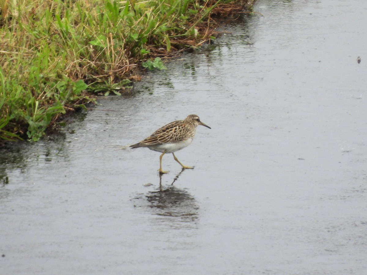 Pectoral Sandpiper - ML610672526