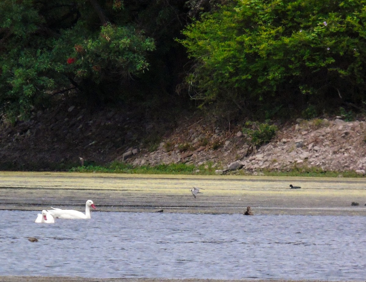 Black Tern - Venecia Herrera