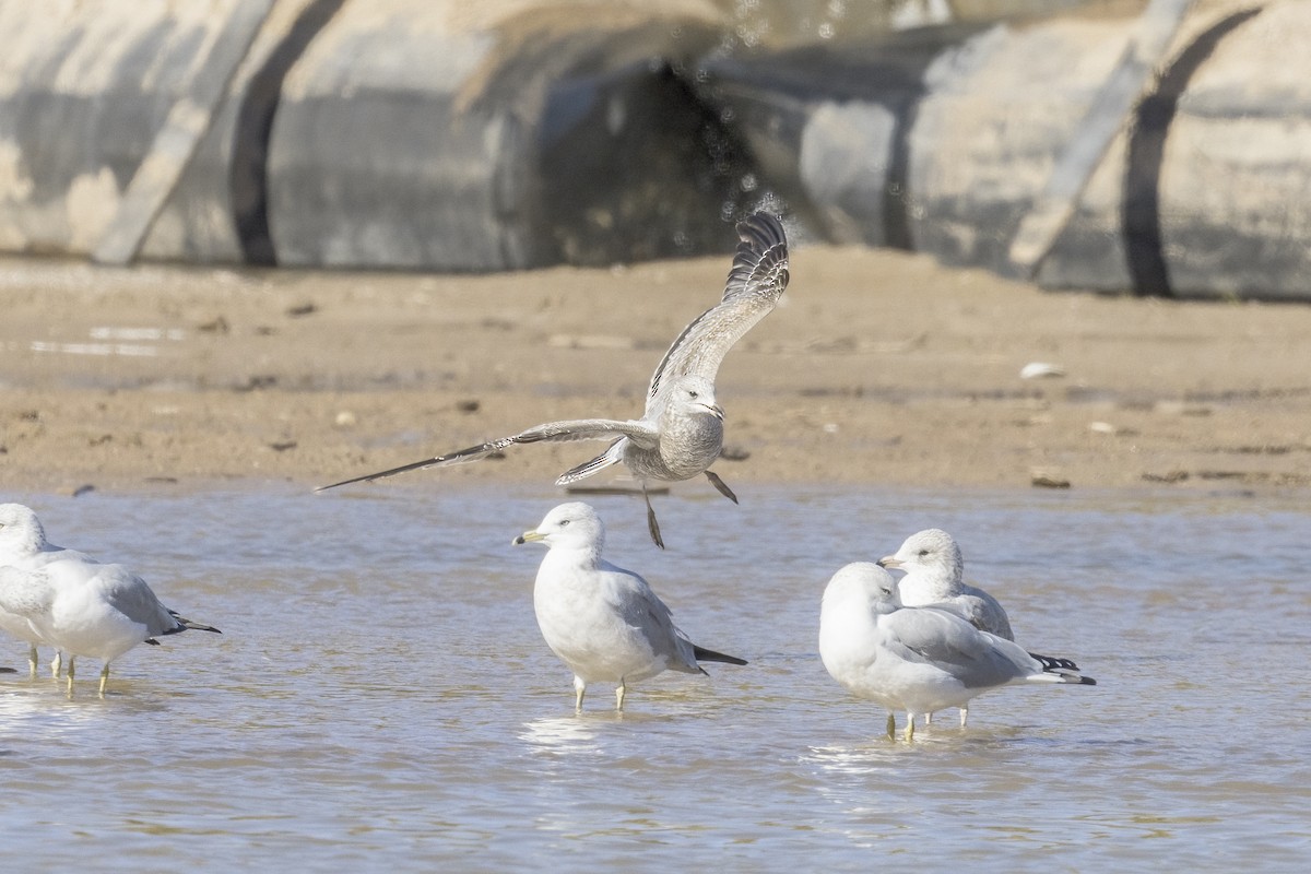 California Gull - ML610672607