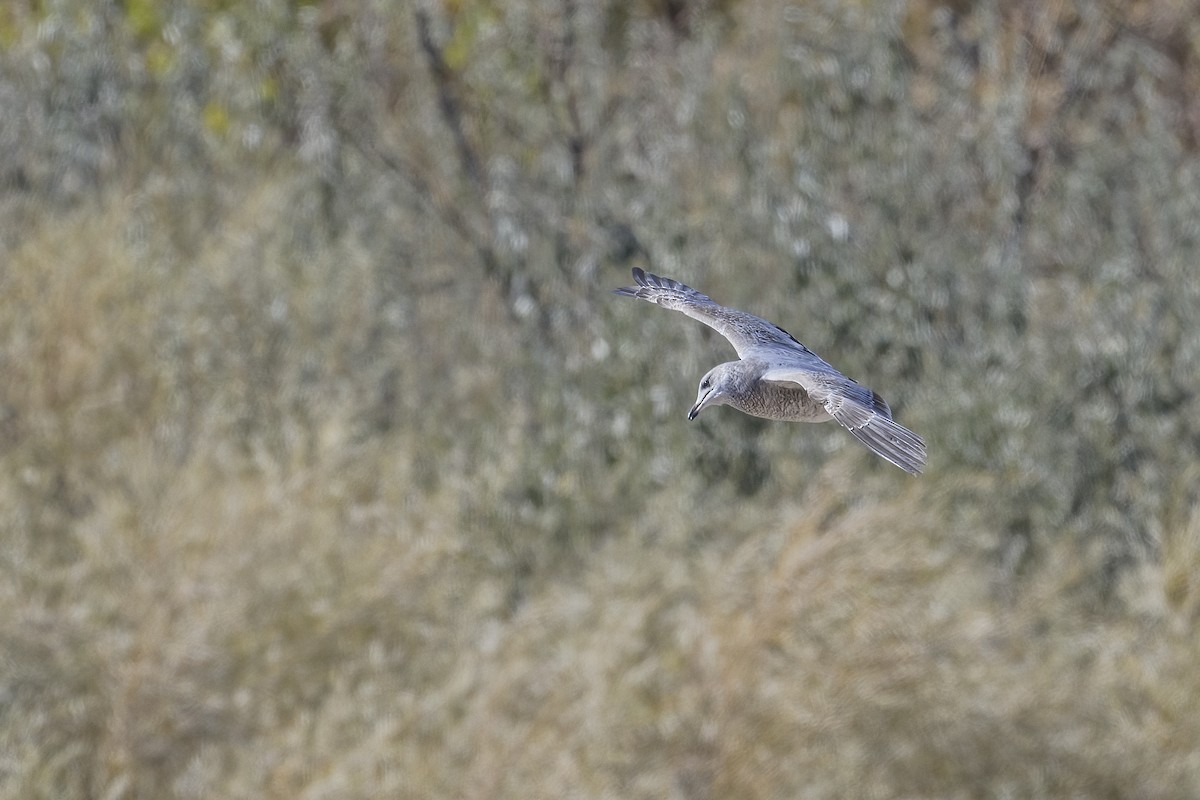 Gaviota Californiana - ML610672608