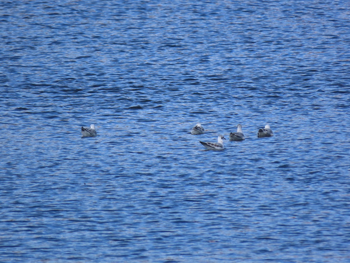 Bonaparte's Gull - ML610672627