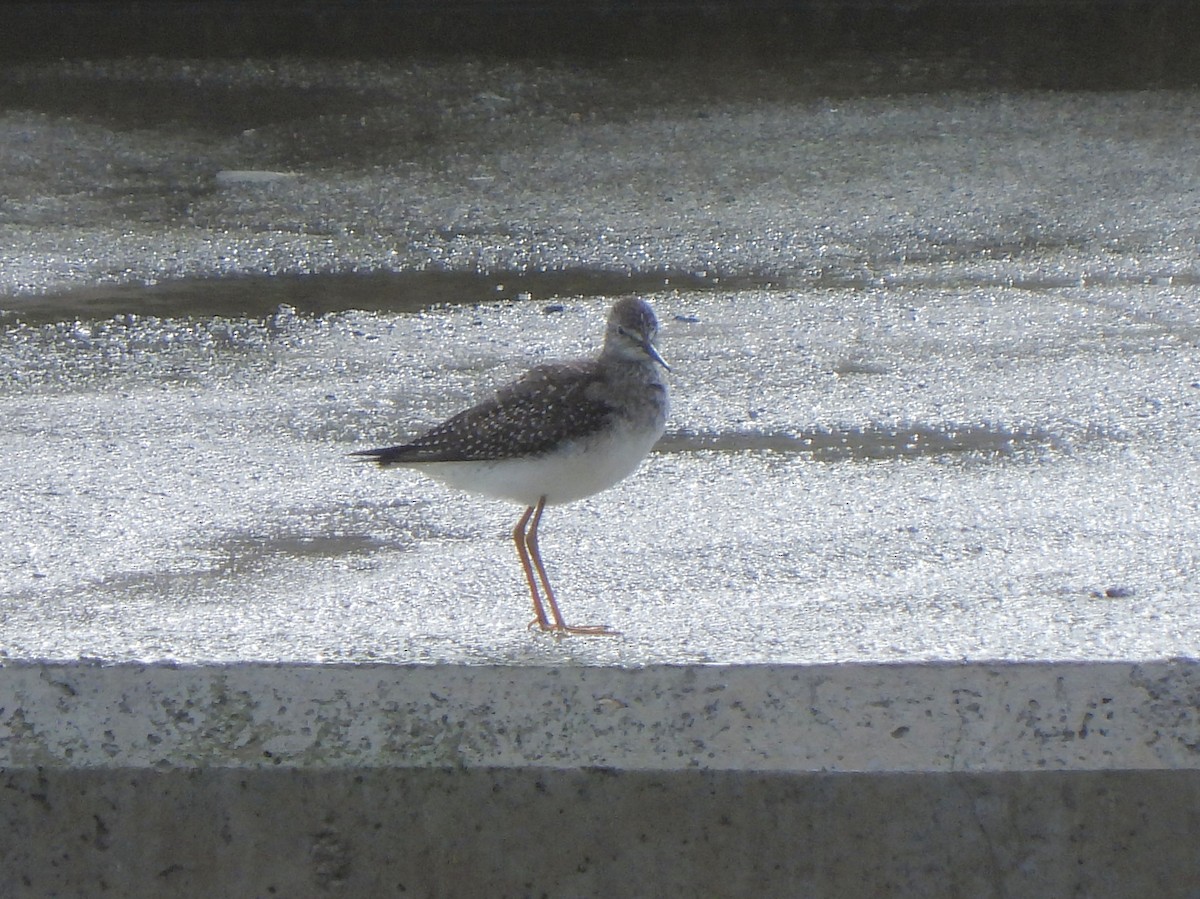 Lesser Yellowlegs - ML610672670