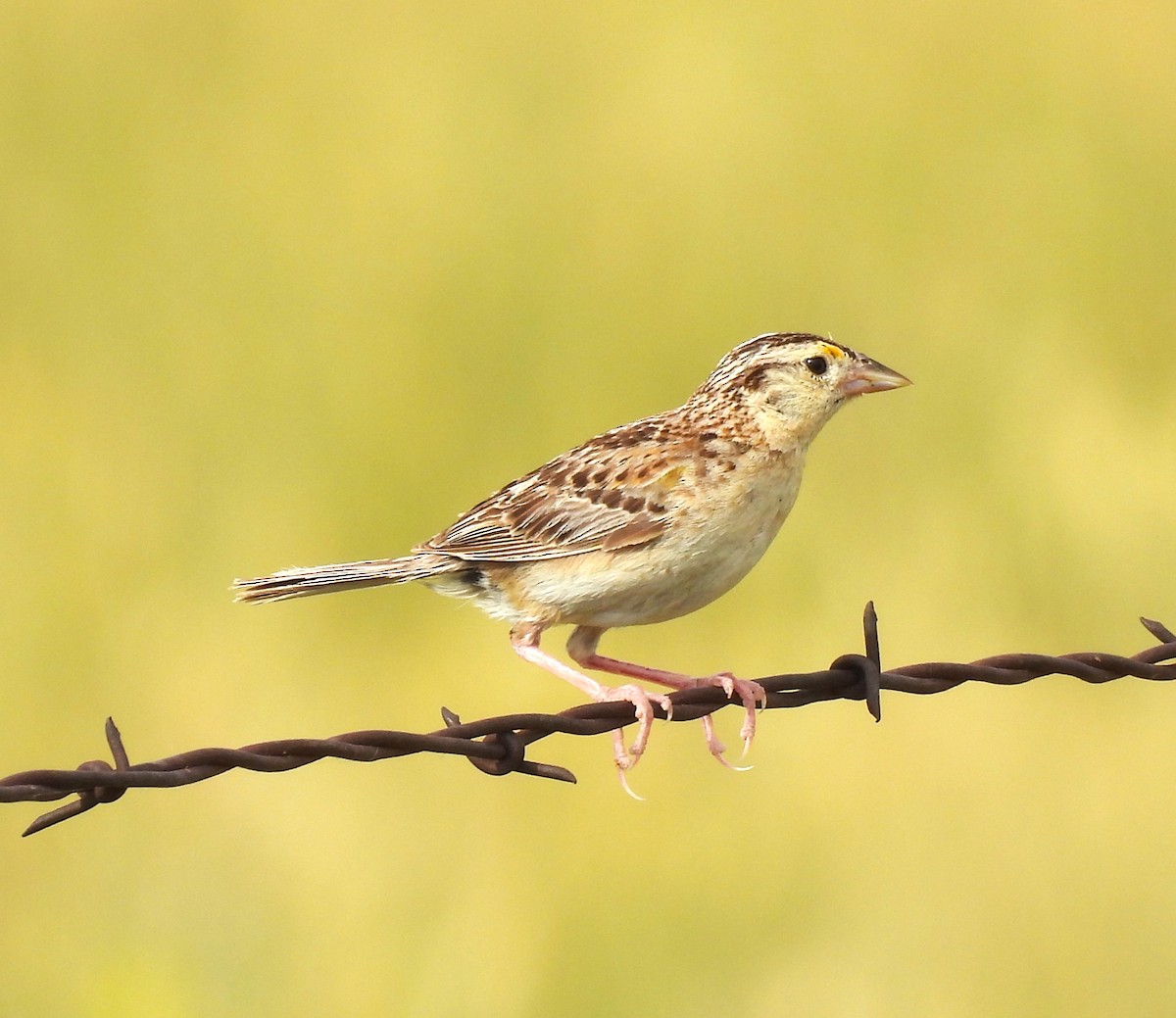 Grasshopper Sparrow - ML610672671