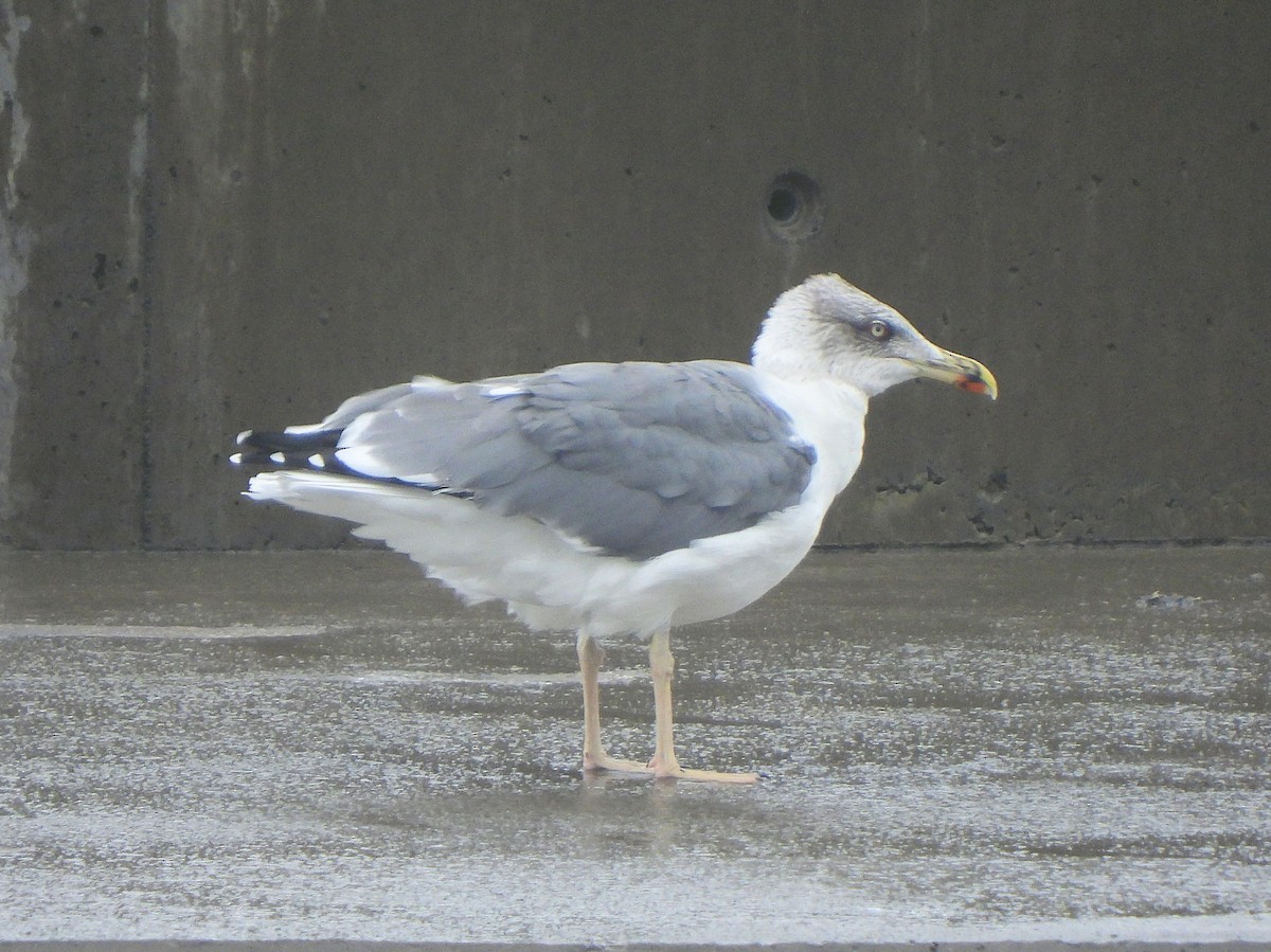 Yellow-legged Gull (atlantis) - ML610672698