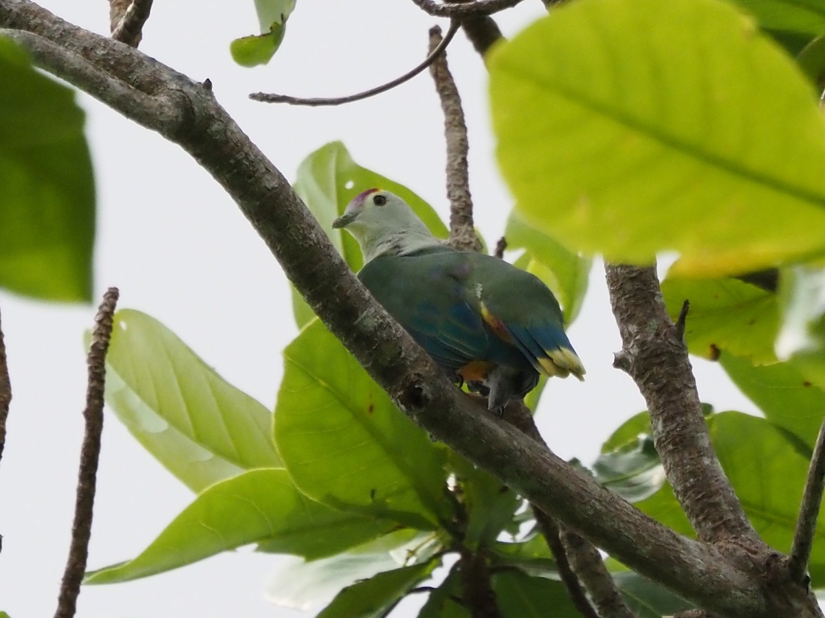 Палауский фруктовый голубь - ML610672721