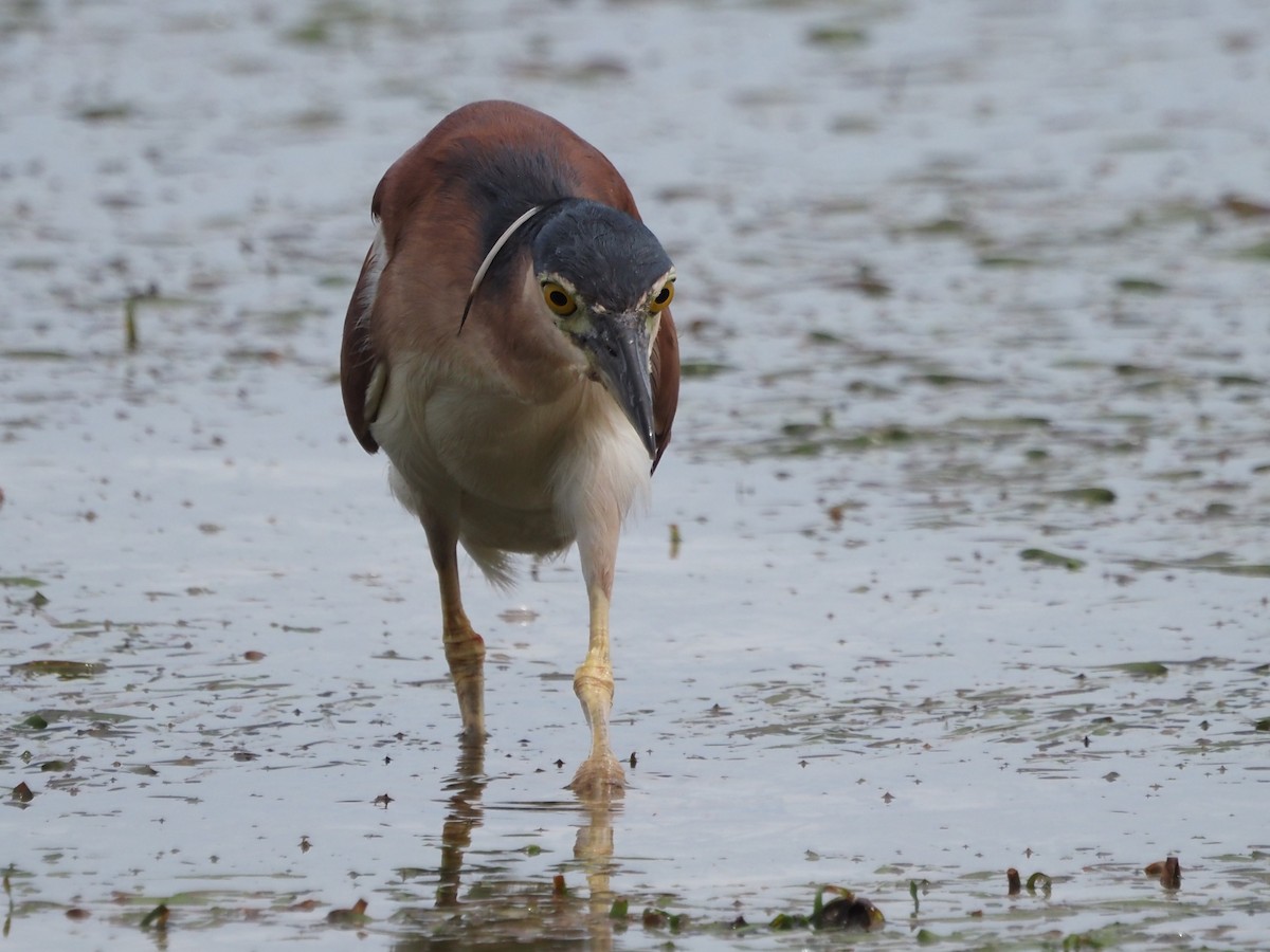 Nankeen Night Heron - Kirk LaGory