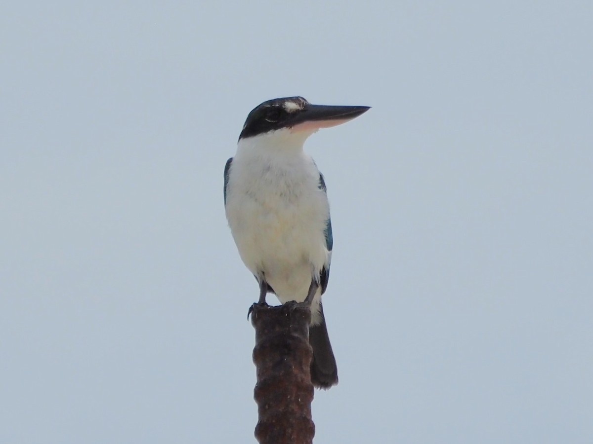 Collared Kingfisher - ML610672775