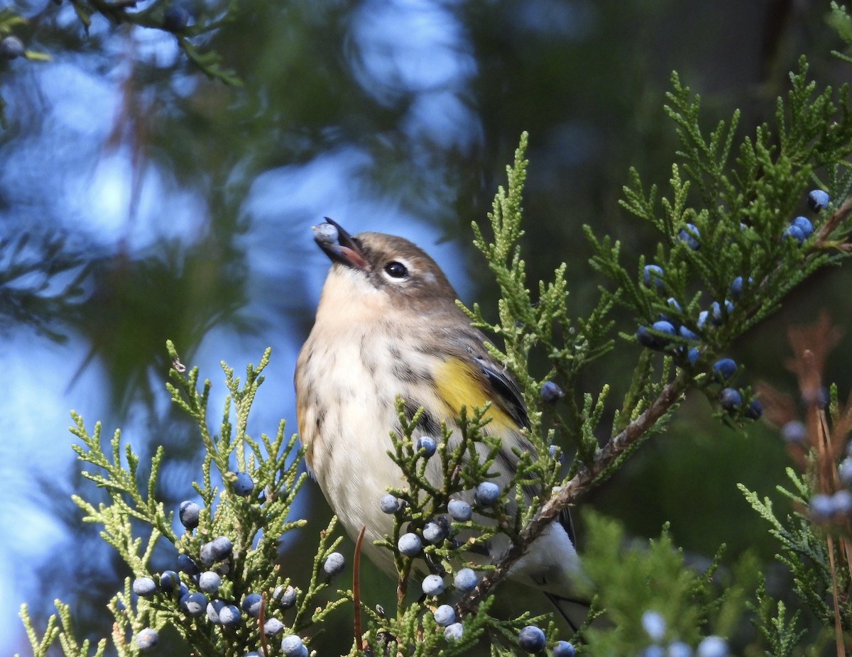 Yellow-rumped Warbler - ML610672777