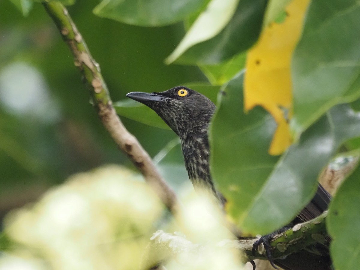 Micronesian Starling - Kirk LaGory