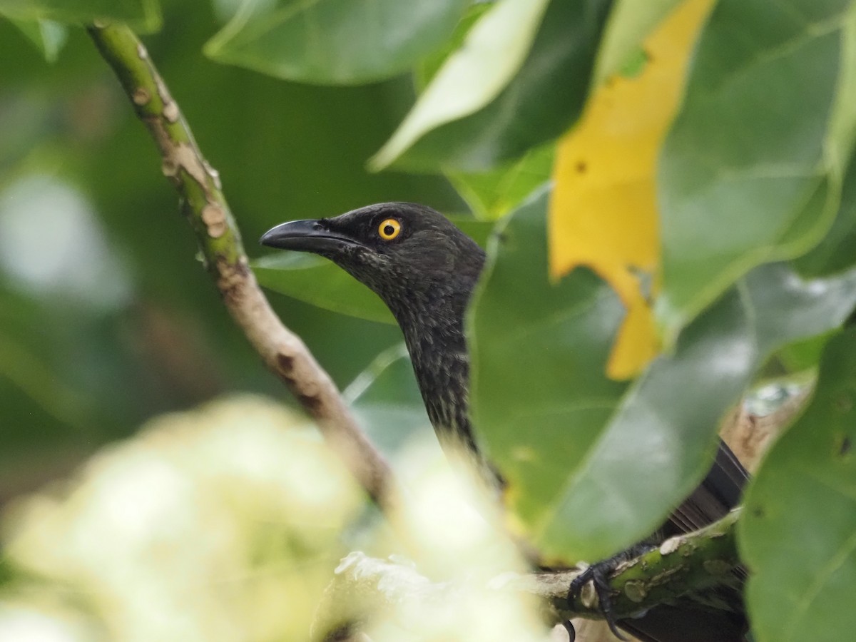 Micronesian Starling - Kirk LaGory