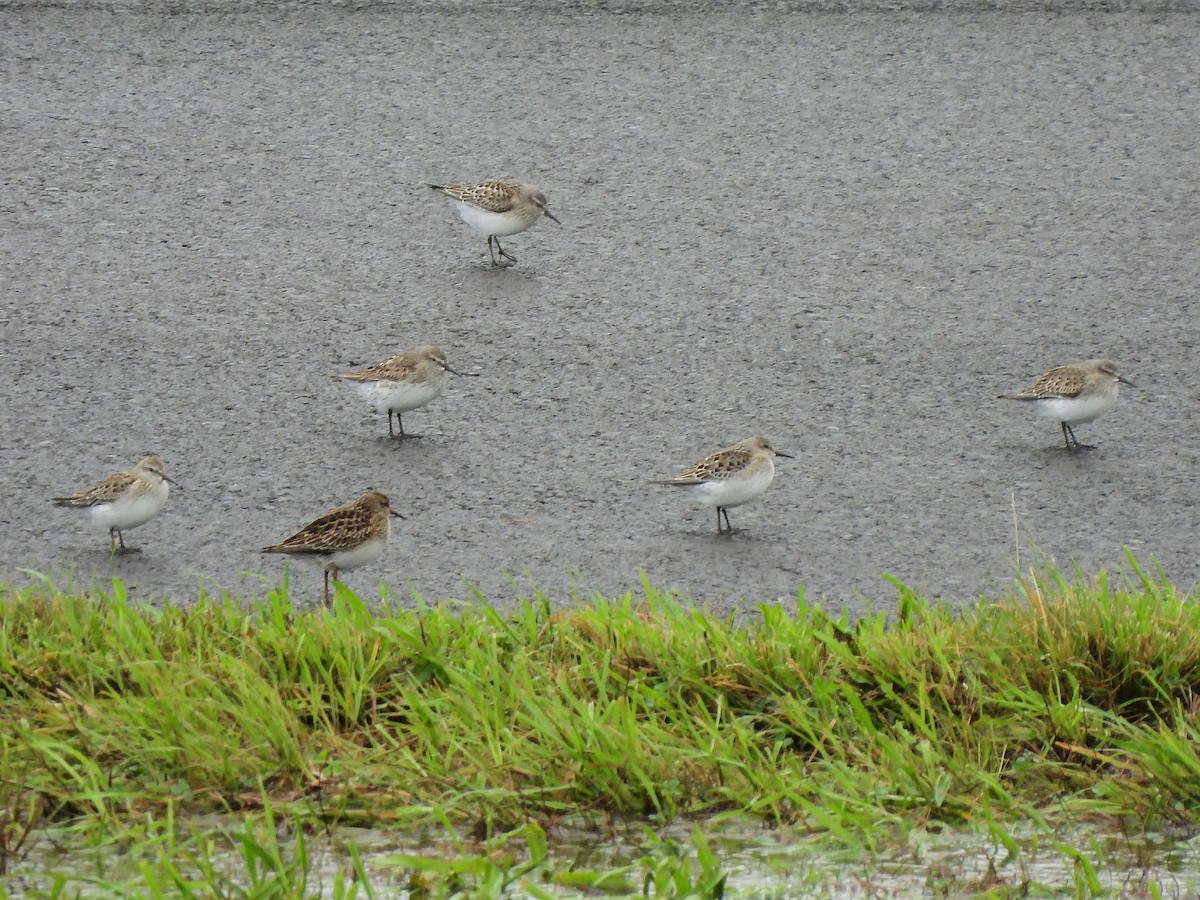 White-rumped Sandpiper - Teresa Cohen