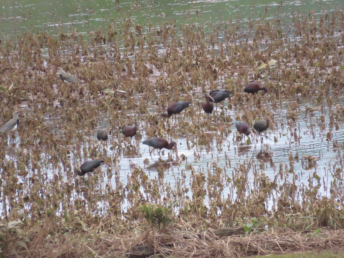 White-faced Ibis - Sergio luiz Carniel