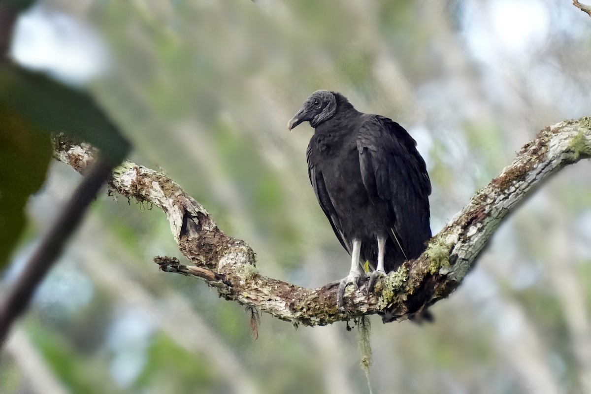 Black Vulture - ML610672900