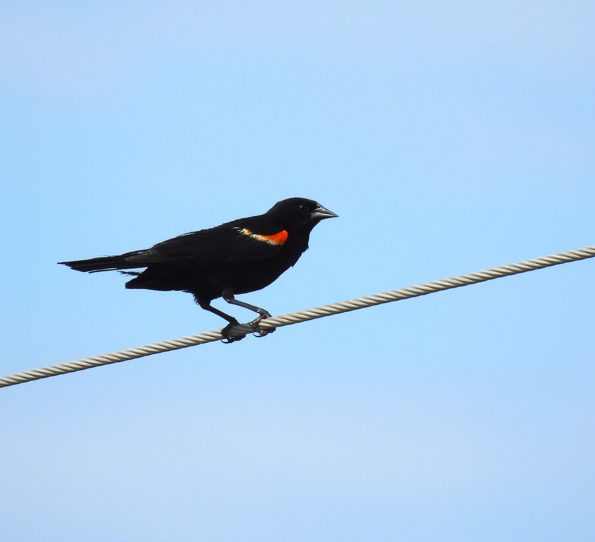 Red-winged Blackbird - ML610672982