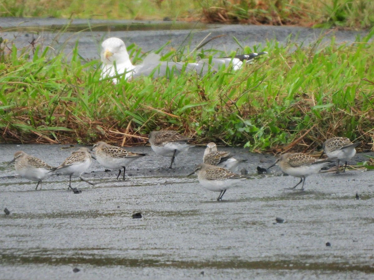 White-rumped Sandpiper - ML610672988