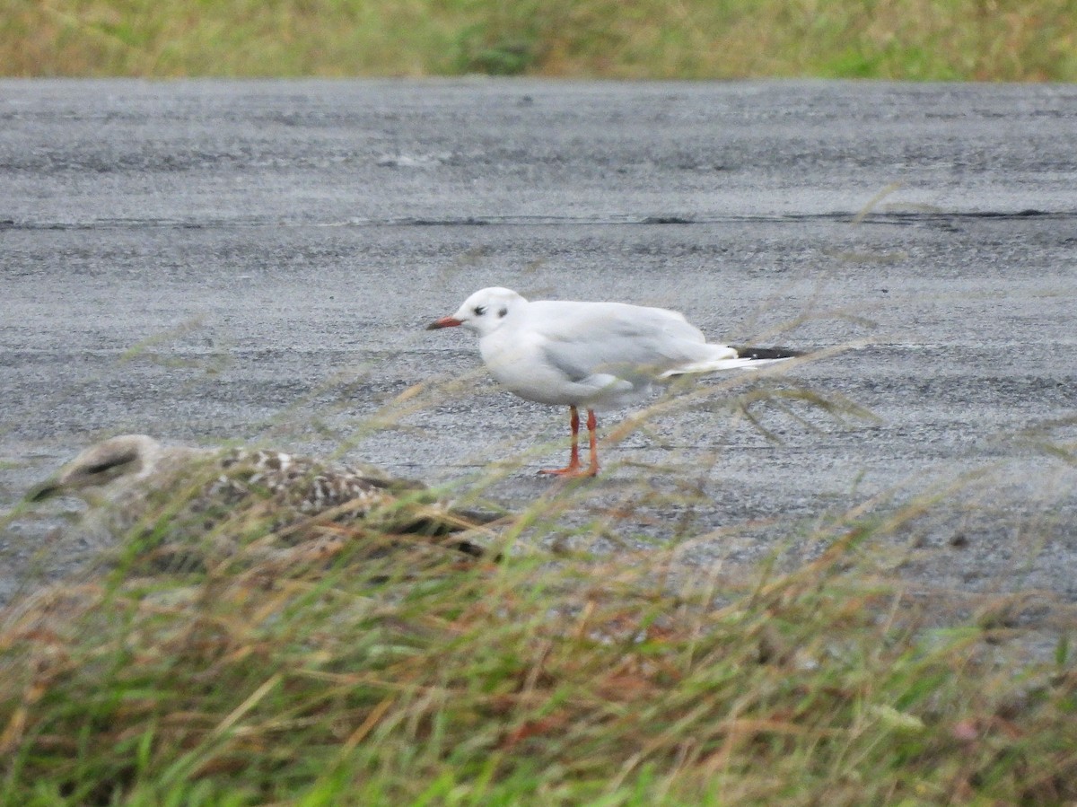 Black-headed Gull - ML610672992