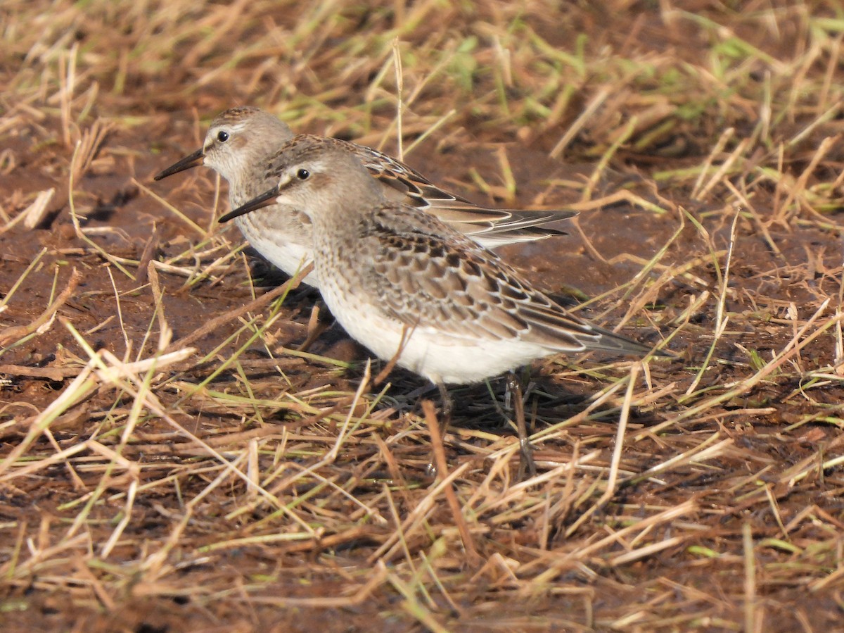 White-rumped Sandpiper - ML610673046