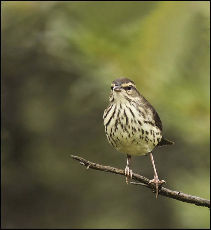 Northern Waterthrush - R Barbeau