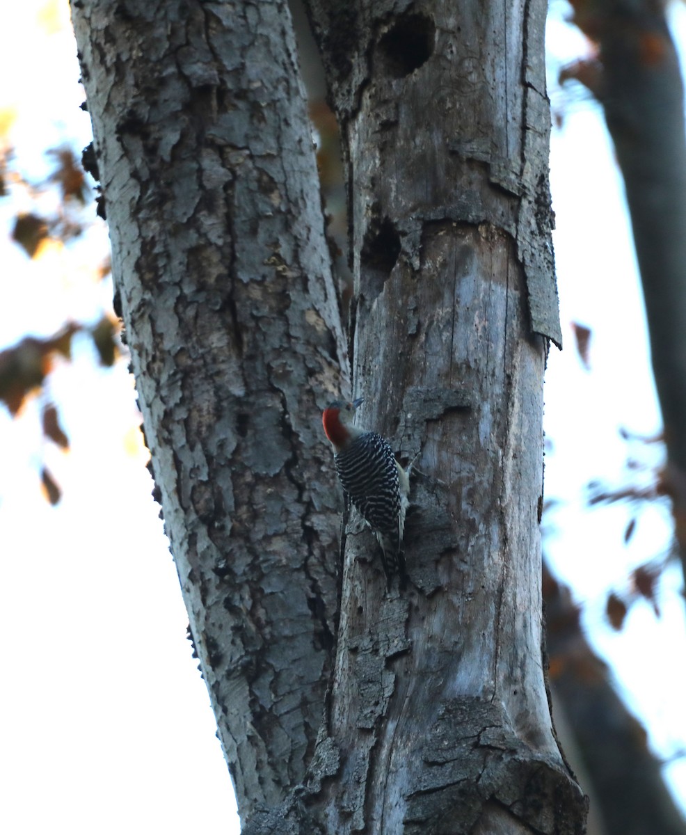 Red-bellied Woodpecker - ML610673333