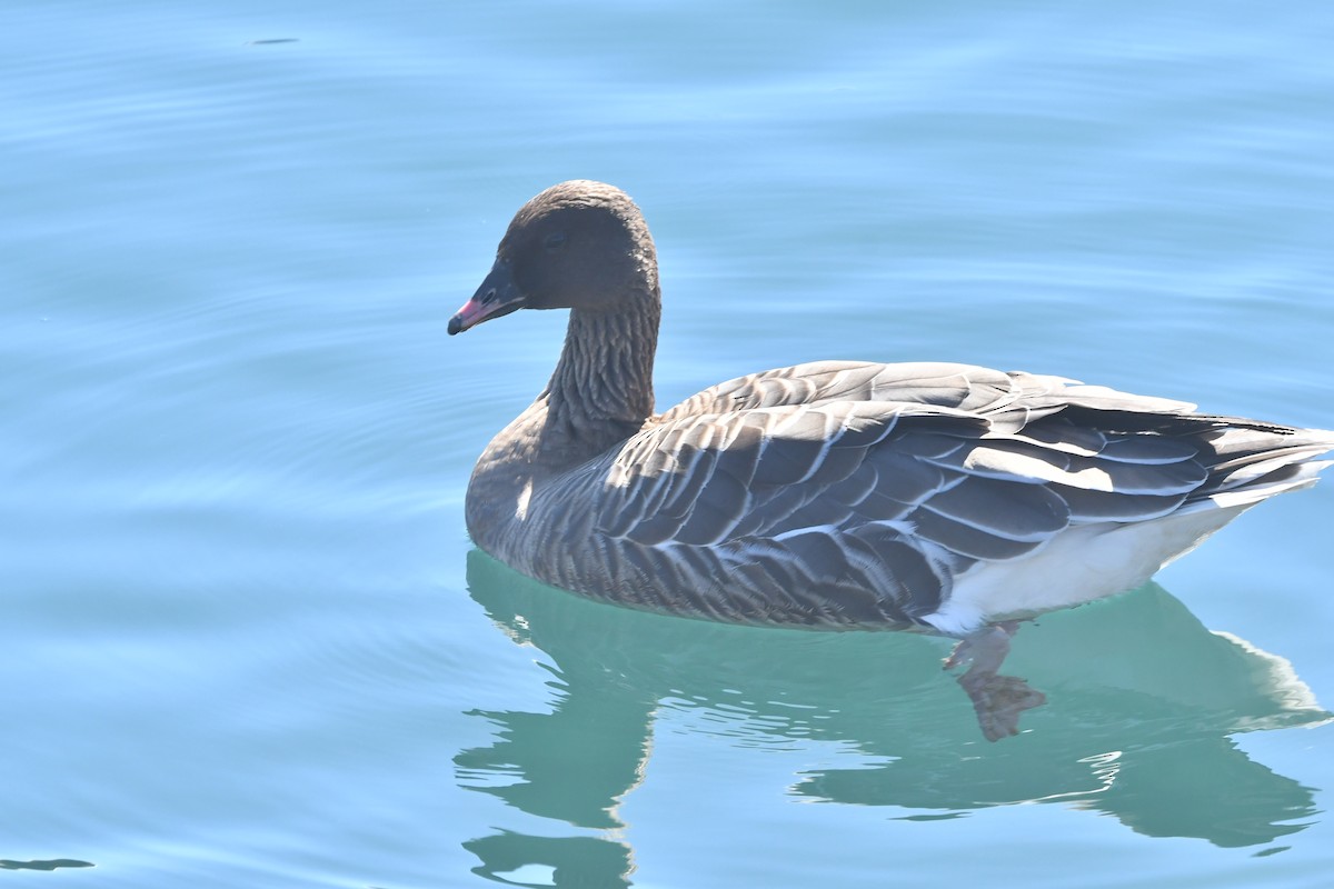 Pink-footed Goose - ML610673339