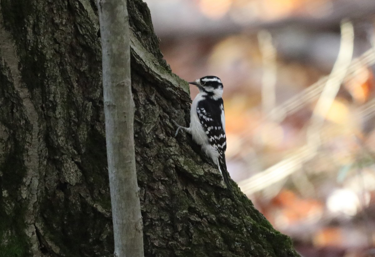 Downy Woodpecker - ML610673361