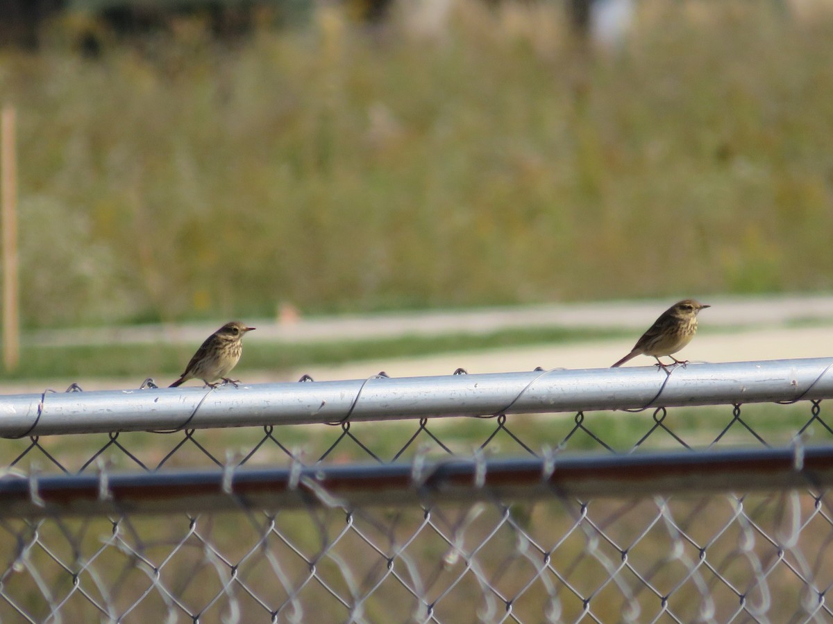 American Pipit - ML610673366