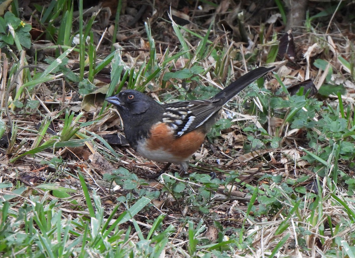 Spotted Towhee - ML610673432