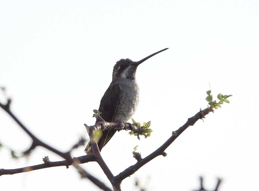 Plain-capped Starthroat - ML610673485