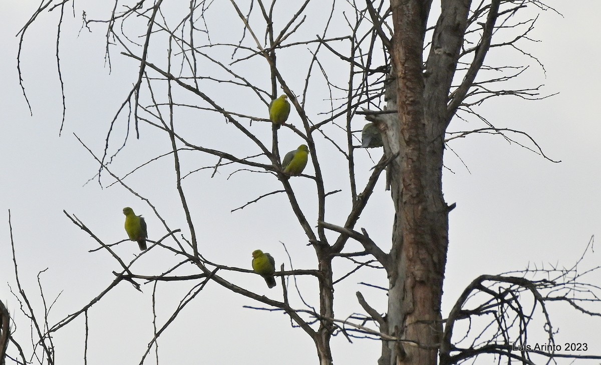 African Green-Pigeon - Luis Arinto