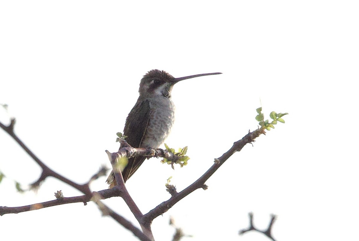 Plain-capped Starthroat - ML610673502