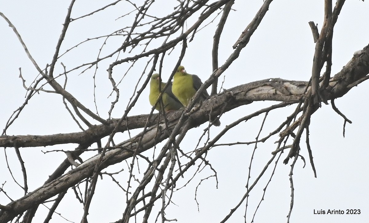 African Green-Pigeon - Luis Arinto