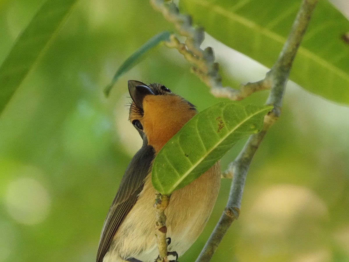 Palau Flycatcher - ML610673561