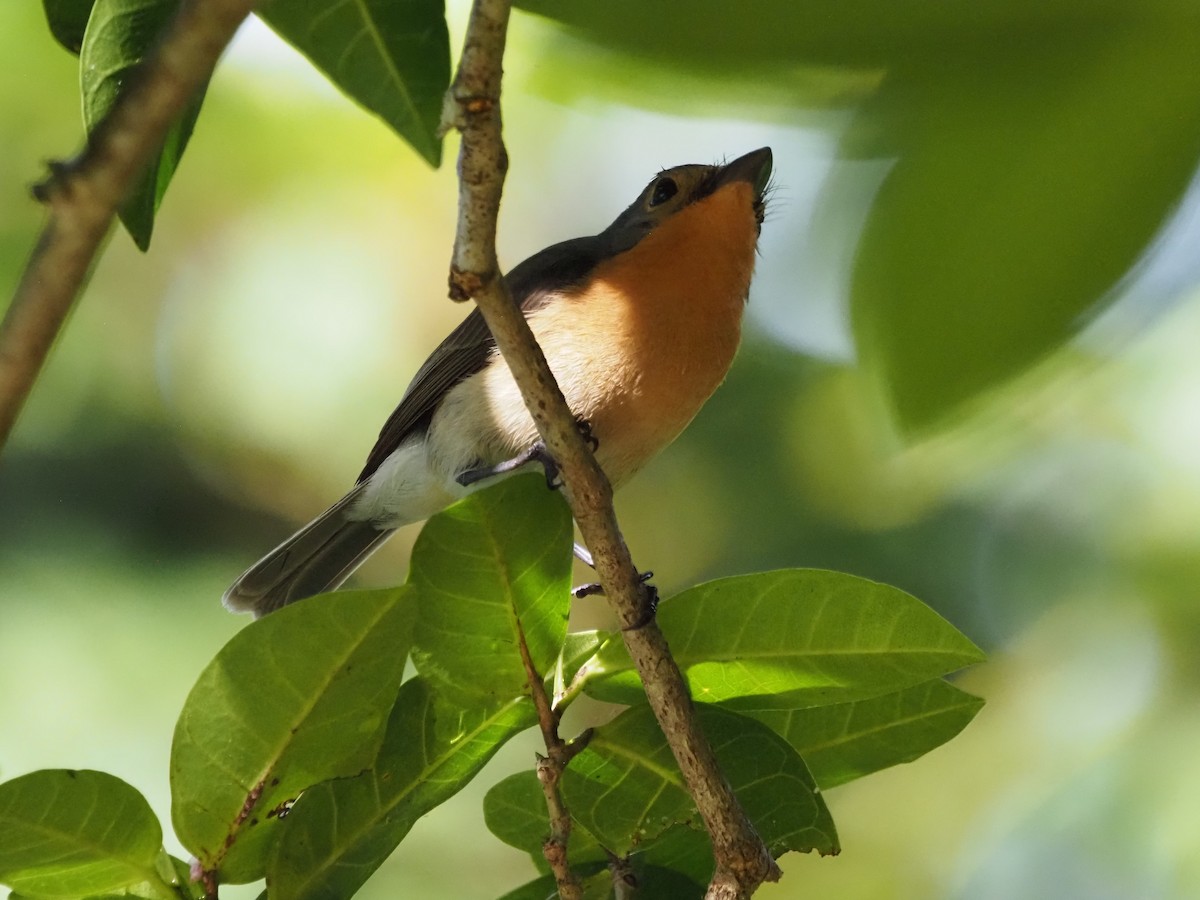 Palau Flycatcher - ML610673562