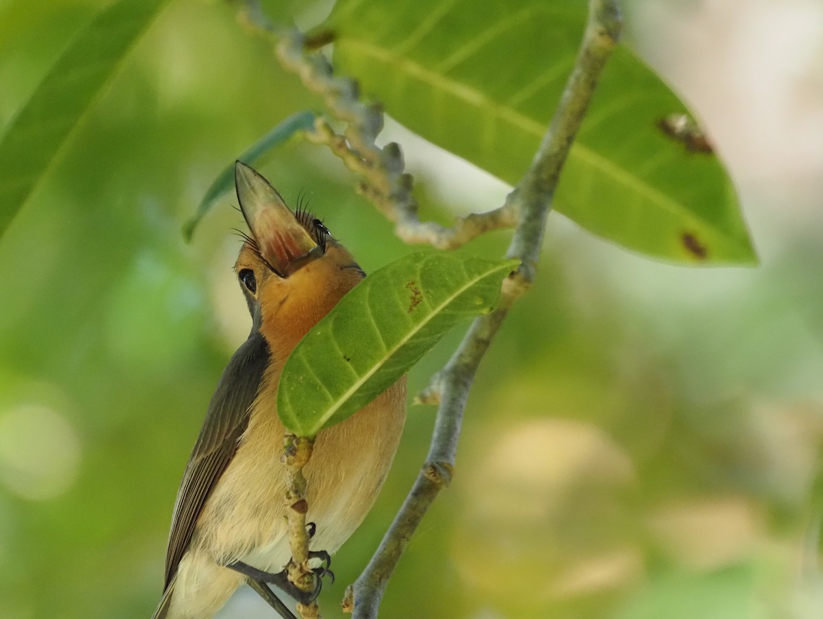 Palau Flycatcher - ML610673565