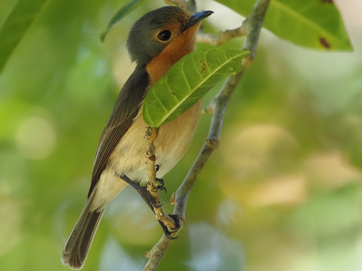 Palau Flycatcher - Kirk LaGory